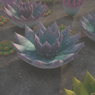 Succulent Garden, Golden Hour